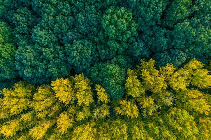 iStock-1192027478