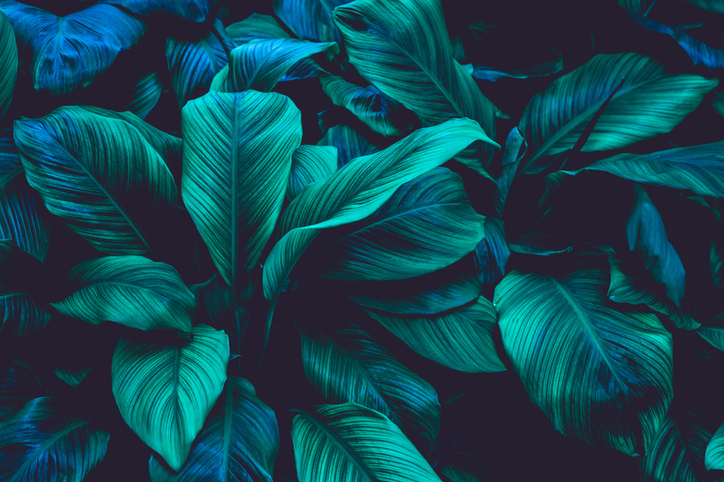 iStock-1199895622